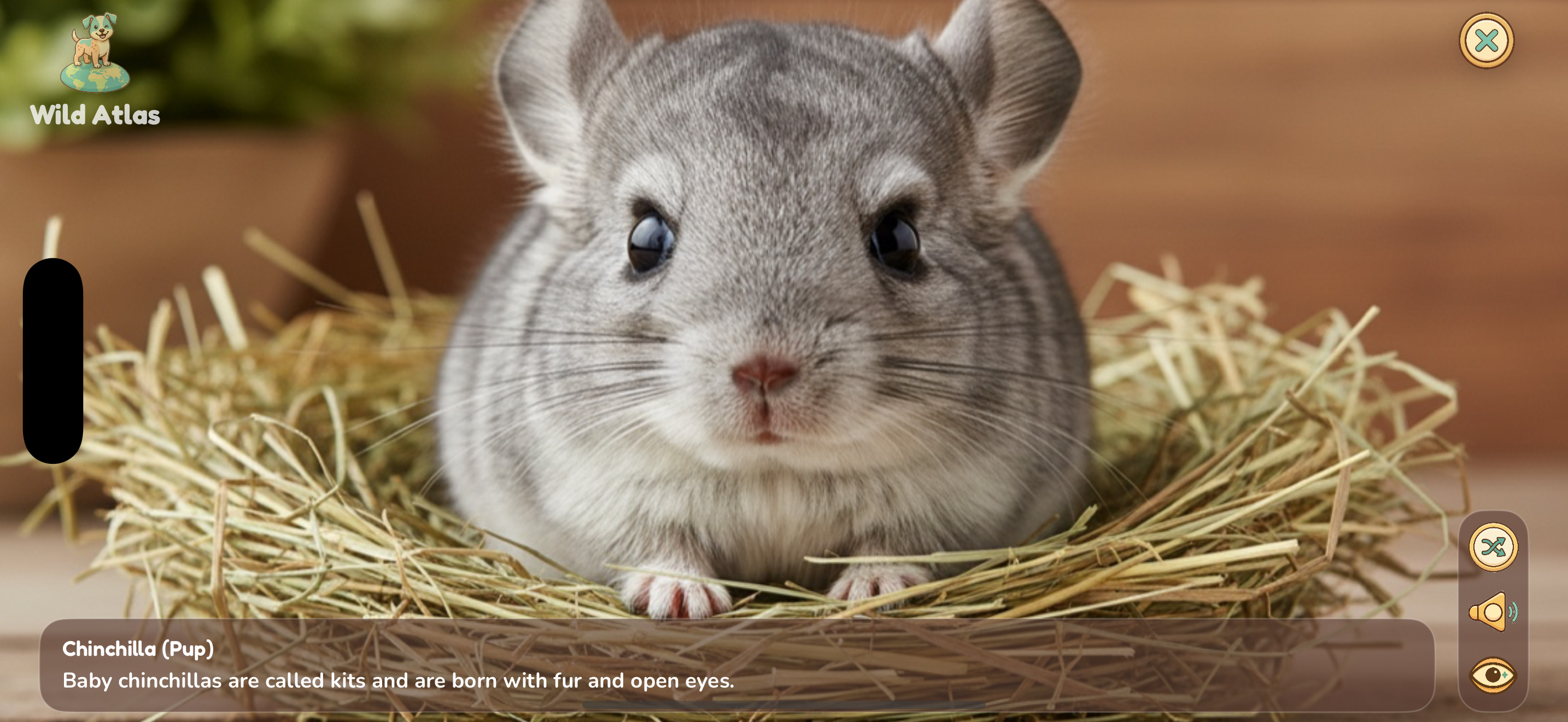 Chinchilla baby photo