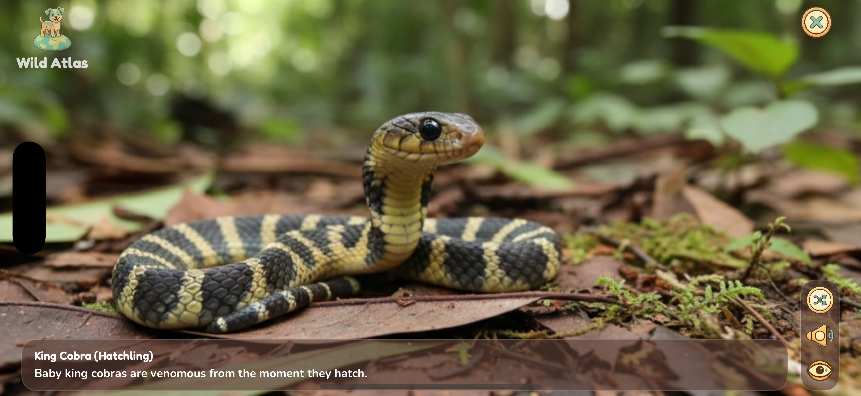 King Cobra baby photo
