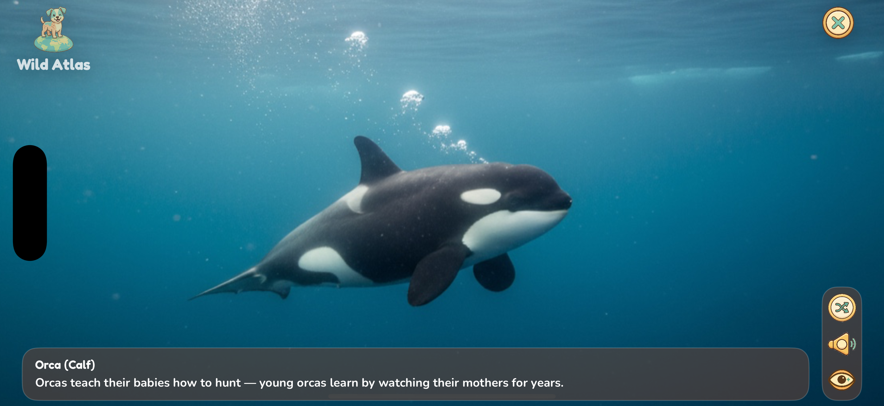 Orca baby photo
