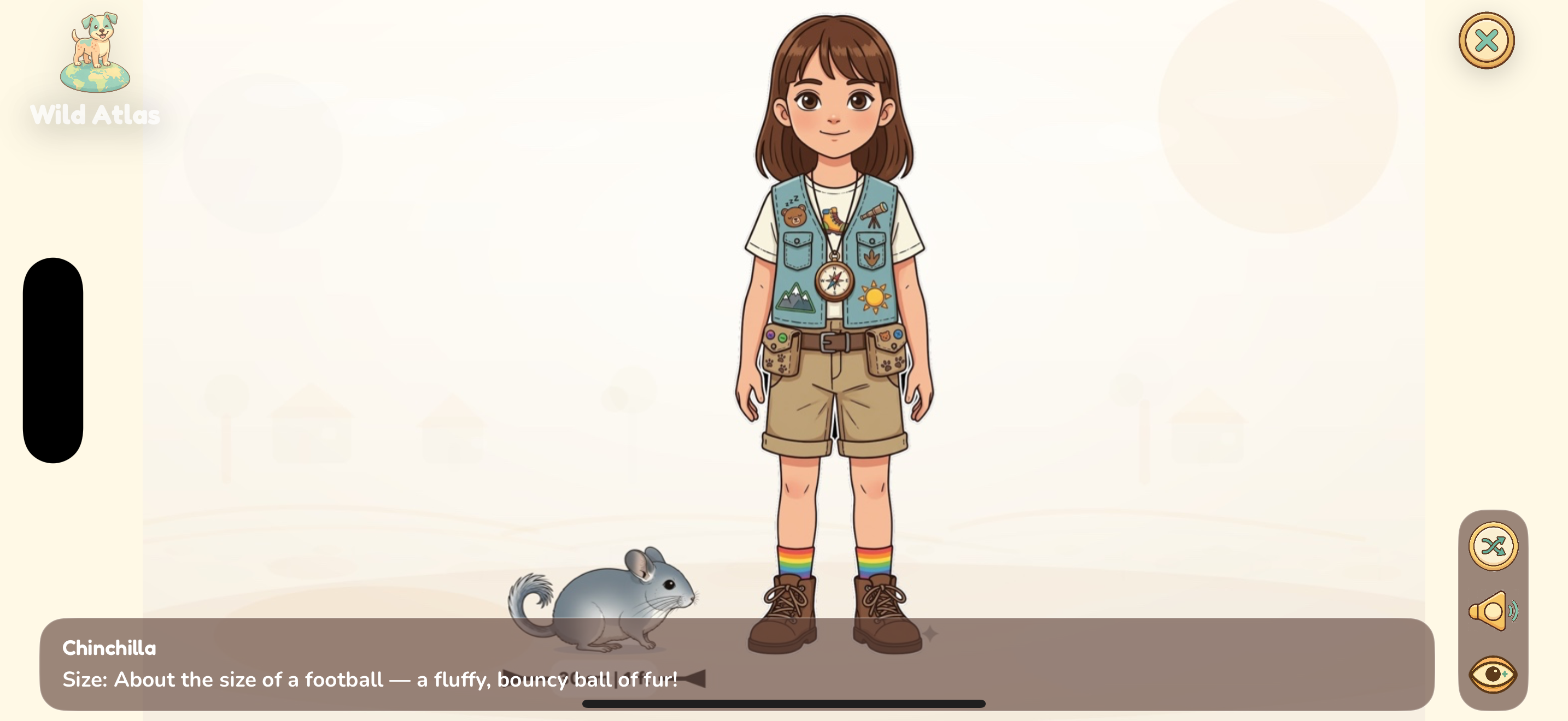 Chinchilla size comparison