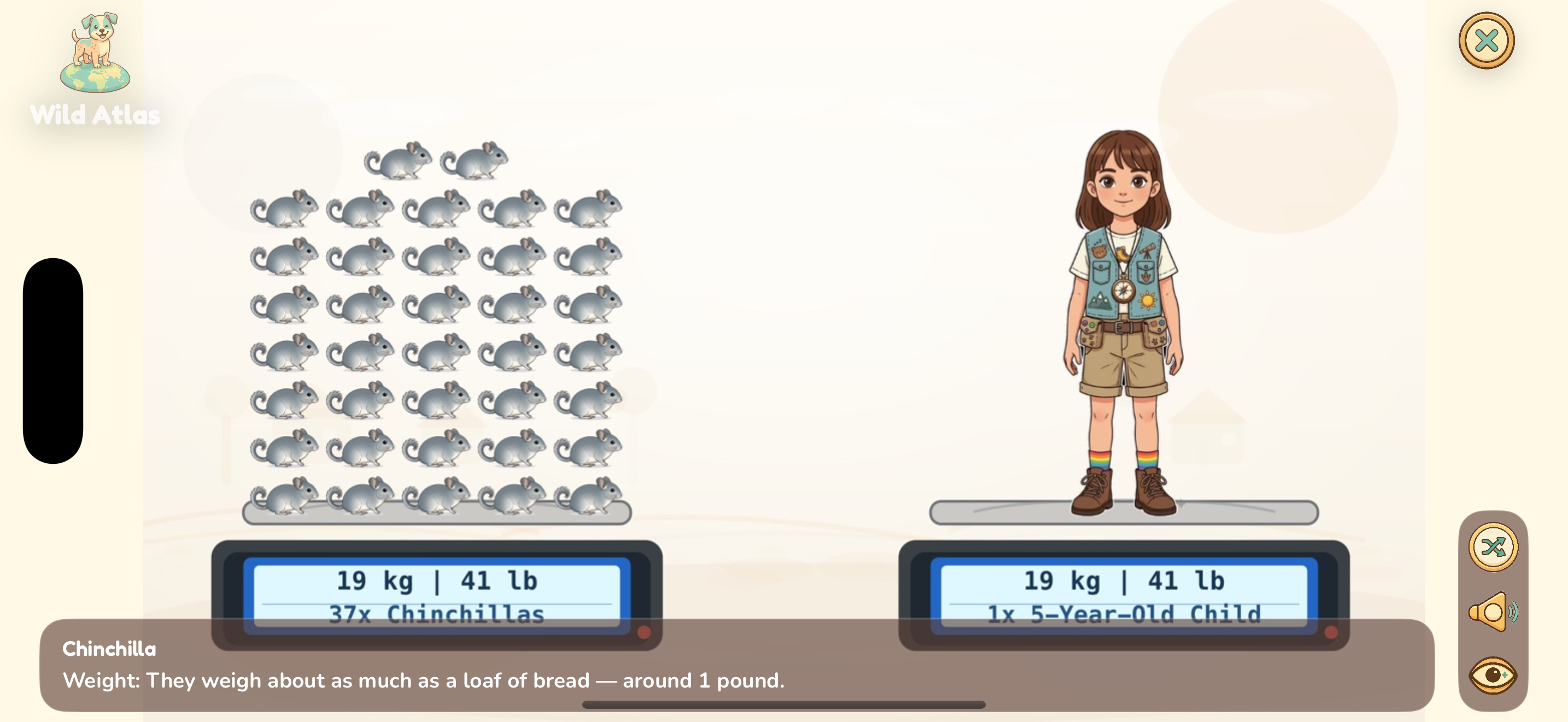 Chinchilla weight comparison