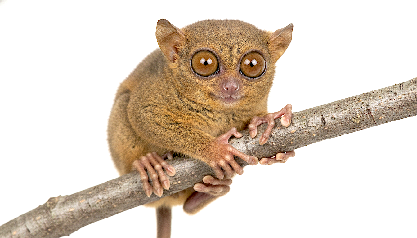 Tarsier