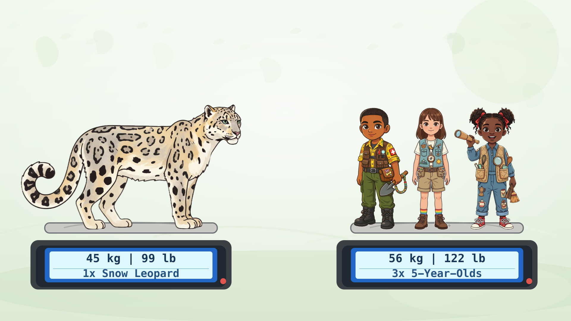 Snow leopard weight comparison