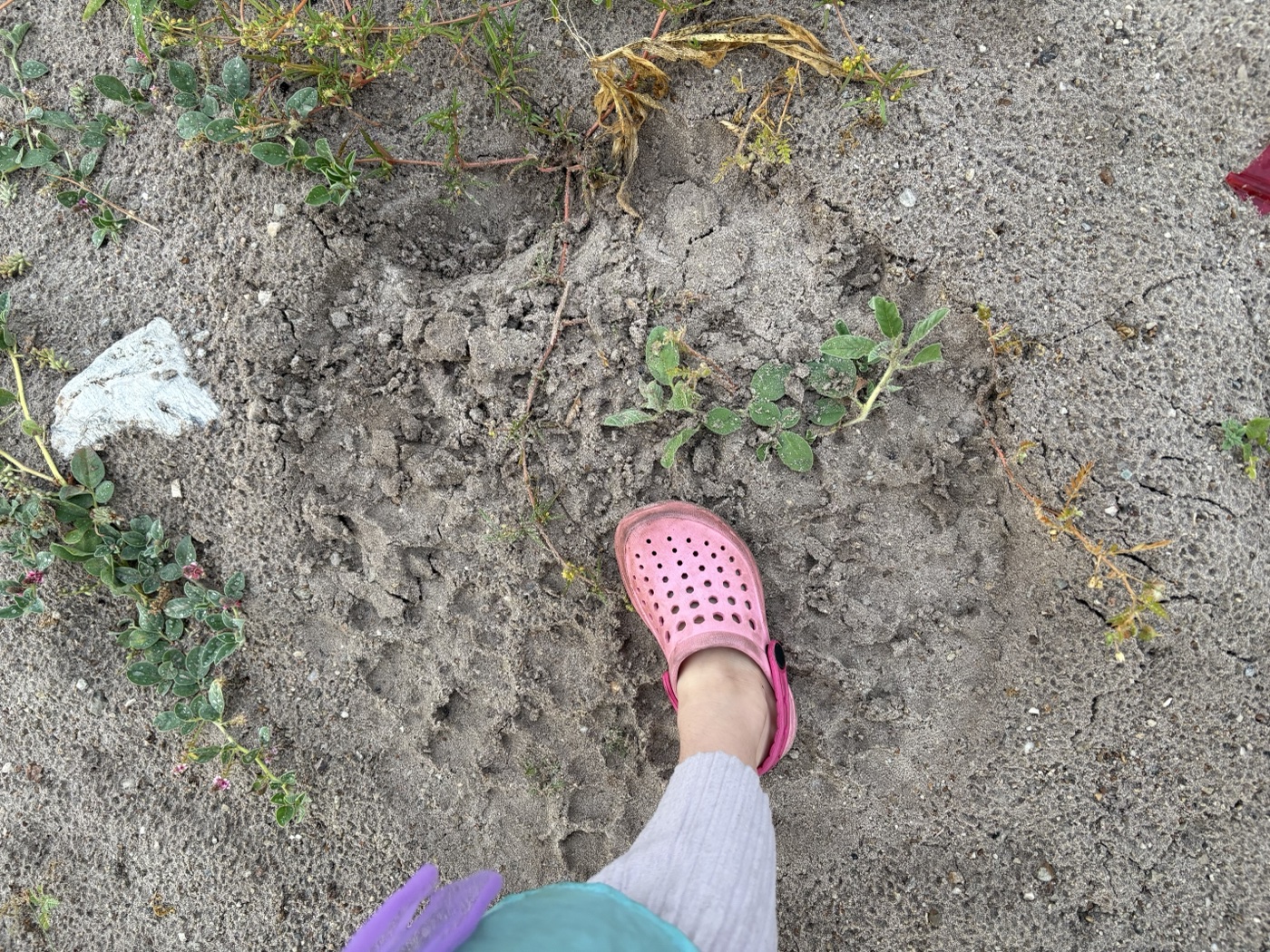 Zuzu's pink Croc next to a lion paw print in the sand