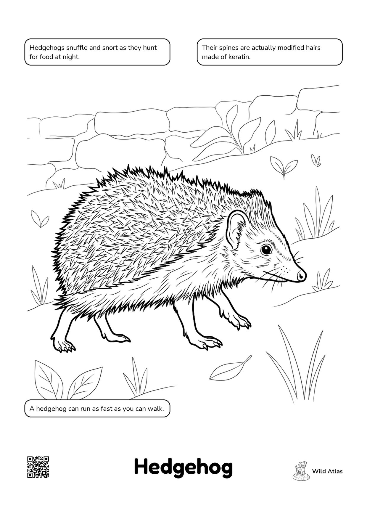 Wild Atlas coloring page of a hedgehog walking past a stone garden wall, with three fact bubbles around the edges and a QR code in the corner