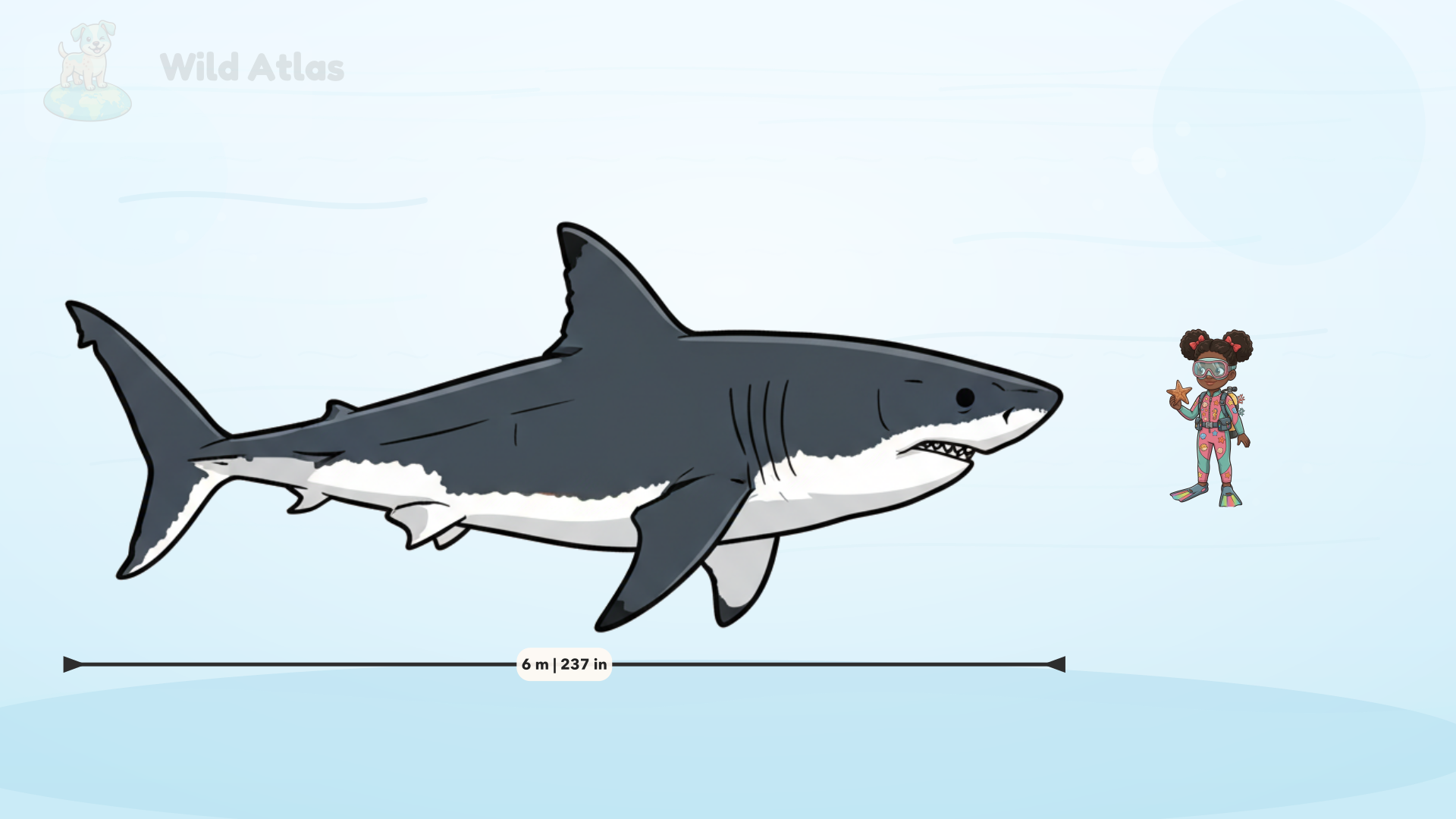 Great White Shark scale comparison — a shark shown next to a child explorer for size reference
